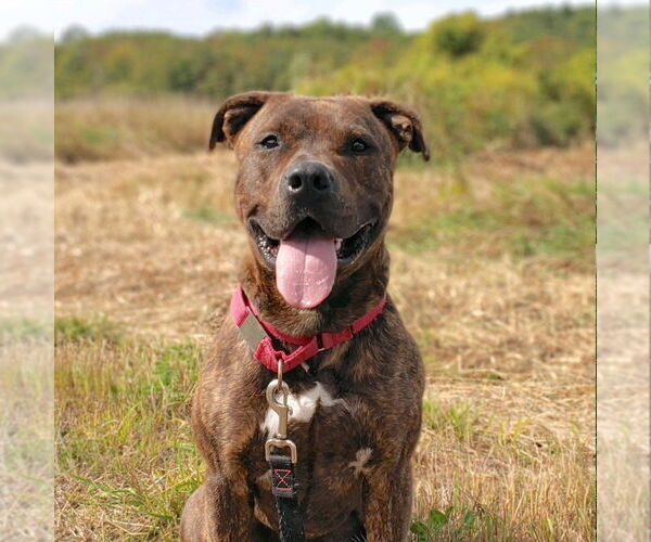Medium Photo #18 Mutt Puppy For Sale in Canton, CT, USA