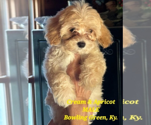 Medium Photo #1 Yorkipoo Puppy For Sale in BOWLING GREEN, KY, USA