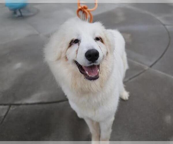 Medium Photo #1 Great Pyrenees Puppy For Sale in Martinez, CA, USA