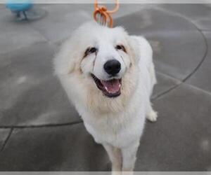 Great Pyrenees Dogs for adoption in Martinez, CA, USA