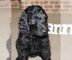 Puppy Midnight Goldendoodle
