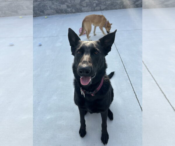 Medium Photo #1 German Shepherd Dog Puppy For Sale in Lancaster, PA, USA