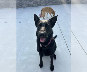 German Shepherd Dog Dogs for adoption in Lancaster, PA, USA