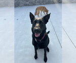 Small German Shepherd Dog