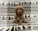 Puppy Storm Goldendoodle