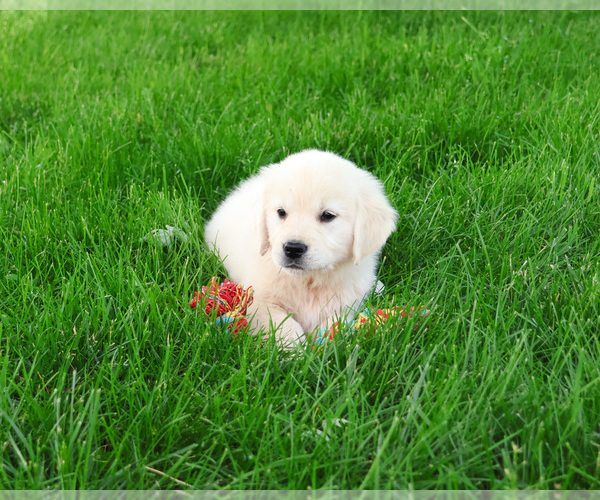 Medium Photo #5 English Cream Golden Retriever Puppy For Sale in SYRACUSE, IN, USA