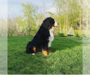Father of the Bernese Mountain Dog puppies born on 08/15/2023