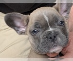 Puppy 1 French Bulldog