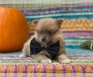 Pomeranian Puppy for sale in LANCASTER, PA, USA