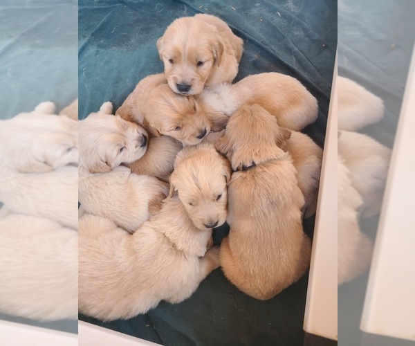 Medium Photo #1 Golden Retriever Puppy For Sale in TAYLORSVILLE, NC, USA