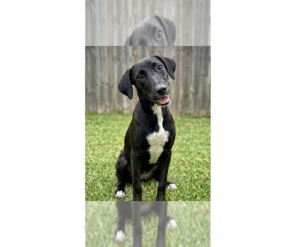 Medium Photo #1 Labrador Retriever-Unknown Mix Puppy For Sale in Grovertown, IN, USA