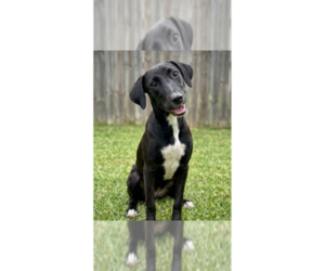 Labrador Retriever-Unknown Mix Dogs for adoption in Grovertown, IN, USA