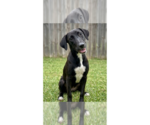 Small Labrador Retriever Mix
