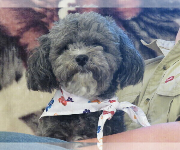 Medium Photo #1 ShihPoo Puppy For Sale in DONGOLA, IL, USA