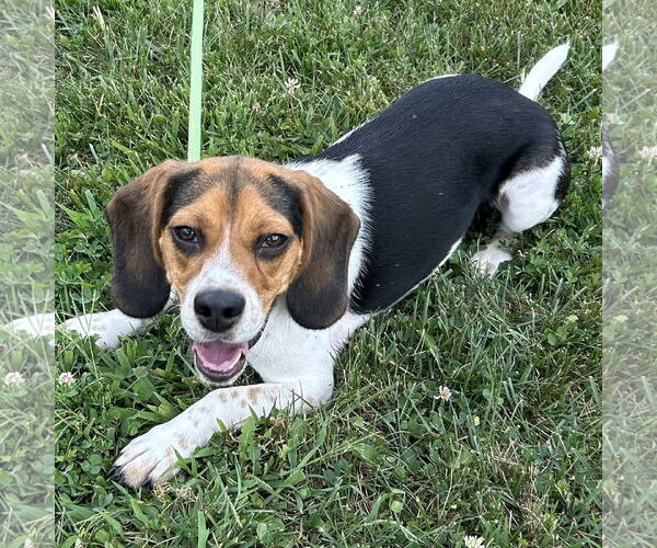 Medium Photo #2 Beagle Puppy For Sale in Batavia, OH, USA