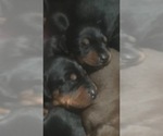 Small Photo #14 Doberman Pinscher Puppy For Sale in SCAPPOOSE, OR, USA