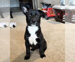Small #13 Labrador Retriever Mix