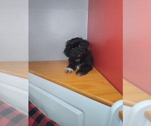 Shih-Poo Puppy for sale in INDIANAPOLIS, IN, USA