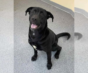 Mutt Dogs for adoption in Low Moor, VA, USA