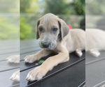 Small Photo #8 Great Dane Puppy For Sale in CLOVER, SC, USA