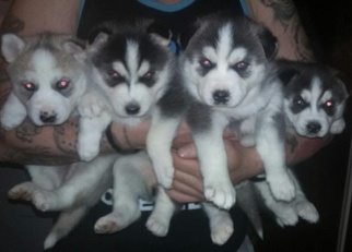 Siberian Husky Puppy for sale in WEST HAVEN, CT, USA