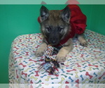 Small Photo #3 Norwegian Elkhound Puppy For Sale in PATERSON, NJ, USA