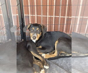 Border Collie-Unknown Mix Dogs for adoption in Bolivar, MO, USA