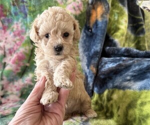 Poodle (Miniature) Puppy for Sale in THORP, Wisconsin USA