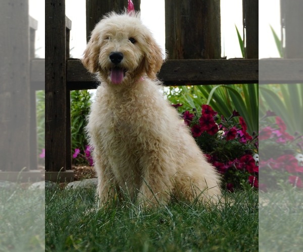 Medium Photo #6 Poodle (Toy) Puppy For Sale in NAPPANEE, IN, USA