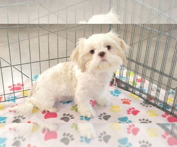 Medium Photo #1 Shih Tzu Puppy For Sale in ORO VALLEY, AZ, USA