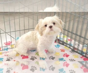 Shih Tzu Puppy for sale in ORO VALLEY, AZ, USA