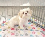 Small Shih Tzu