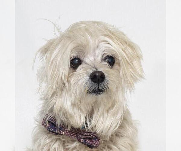 Medium Photo #1 Maltese Puppy For Sale in Santa Maria, CA, USA