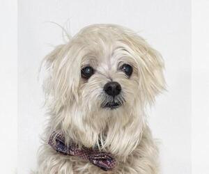 Maltese Dogs for adoption in Santa Maria, CA, USA