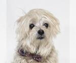 Small Maltese