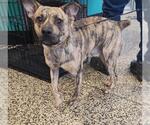 Small American Pit Bull Terrier
