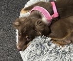 Small #1 Miniature Australian Shepherd