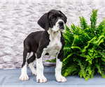 Small #3 Great Dane