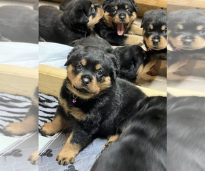 Rottweiler Puppy for sale in SONORA, OH, USA