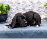 Small #2 Great Dane