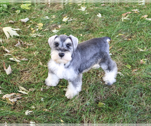 Medium Photo #7 Schnauzer (Miniature) Puppy For Sale in SYRACUSE, IN, USA