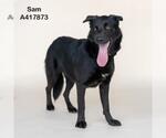 Small #1 German Shepherd Dog Mix