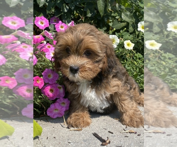 Medium Photo #2 Lhasa Apso-Poodle (Toy) Mix Puppy For Sale in CANOGA, NY, USA