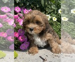 Small #1 Lhasa Apso-Poodle (Toy) Mix