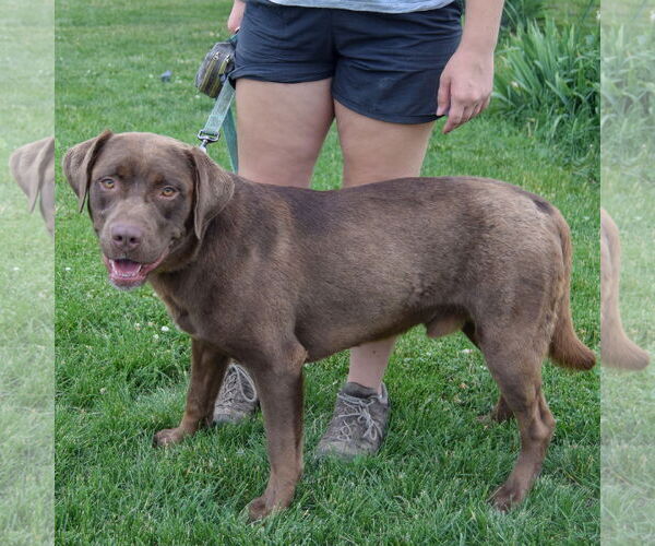 Medium Photo #2 - Mix Puppy For Sale in Huntley, IL, USA