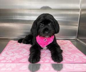 Poodle (Miniature)-Unknown Mix Dogs for adoption in Orange, CA, USA