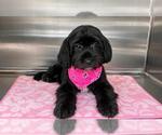 Small Poodle (Miniature) Mix