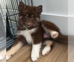 Puppy Dots Pomsky