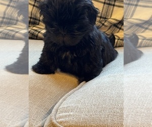 Shih Tzu Puppy for sale in ELDERWOOD, CA, USA
