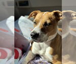 Small #1 Beagle-English Foxhound Mix